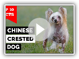 Chinese Crested Dog - Top 10 Facts
